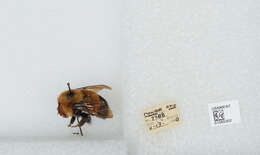 Слика од Bombus affinis Cresson 1864