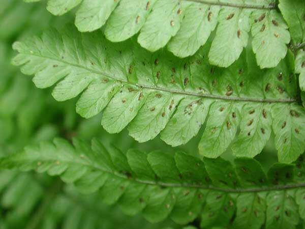 Image of Hawaii Twin-Sorus Fern