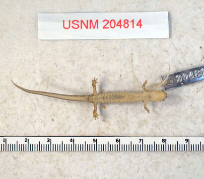 Image of Webster's Salamander