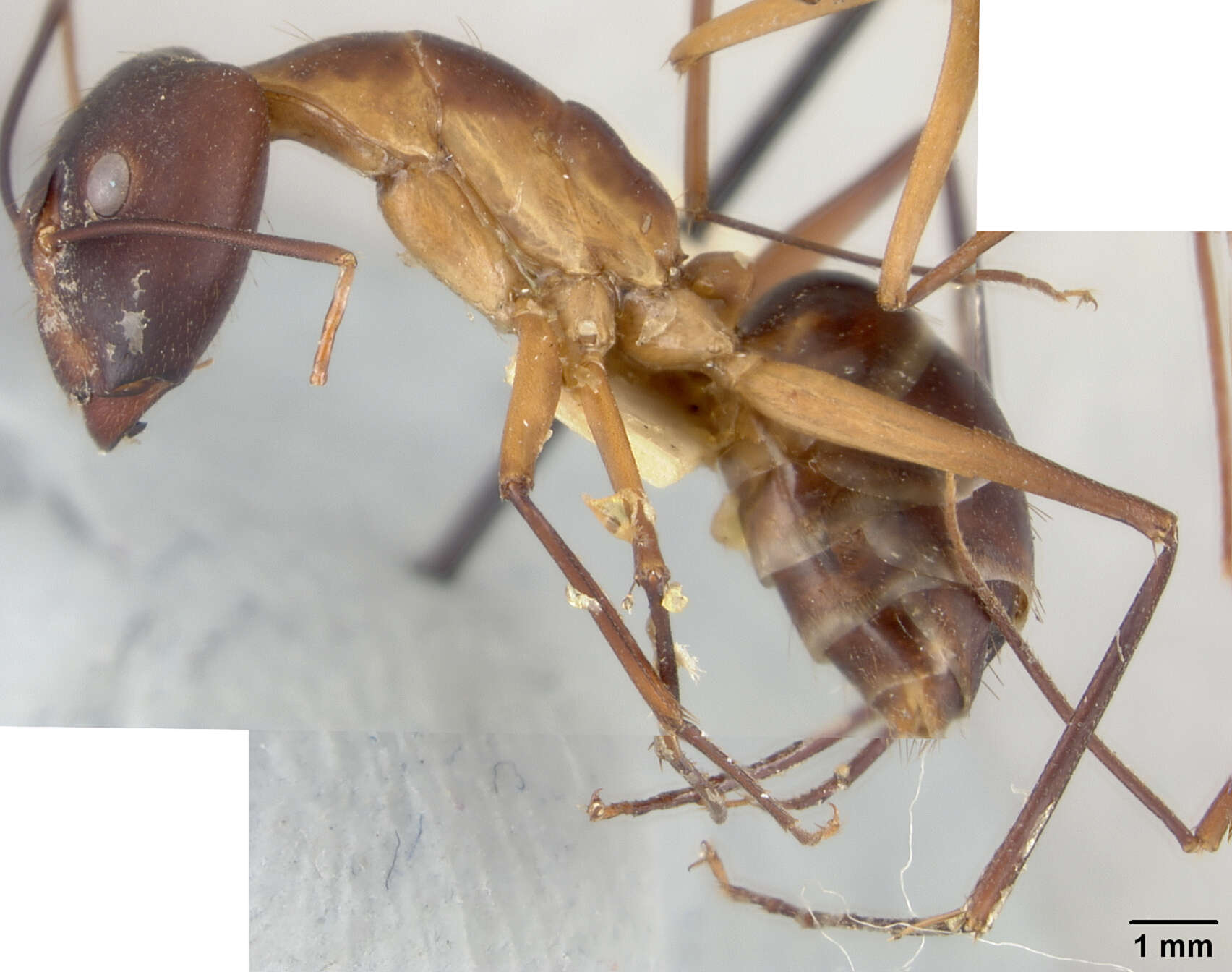 Image of Camponotus langi Wheeler 1922