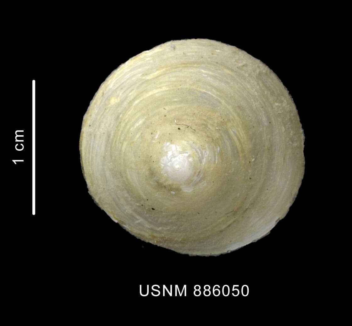 Image de Trochita pileolus (d'Orbigny 1841)