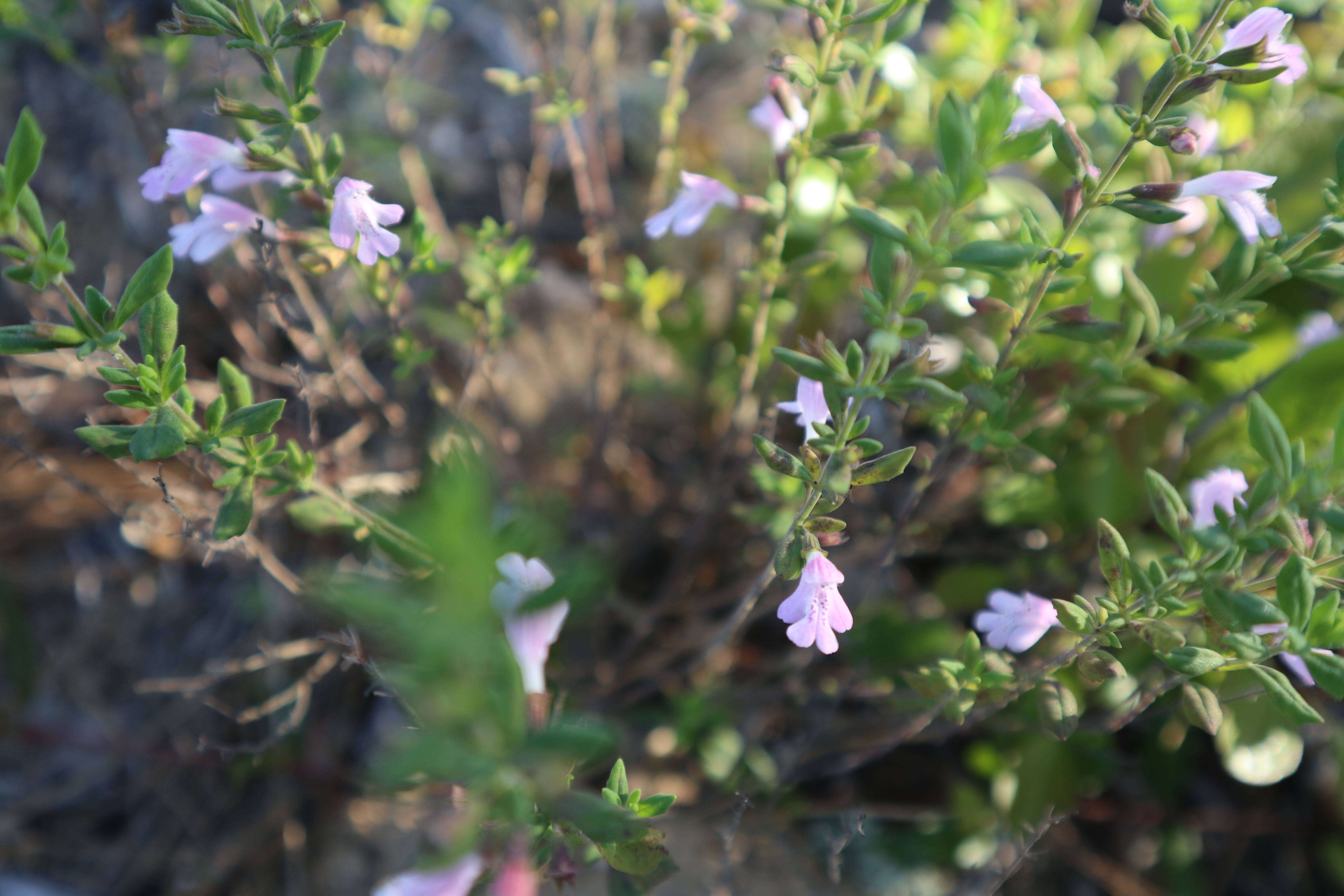 Image of Florida calamint