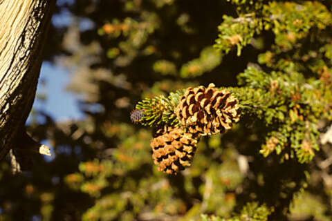 Image of Great Basin bristlecone pine