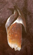 Image of Atlantic bird squid