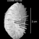 Image of Stephanocyathus (Stephanocyathus) paliferus Cairns 1977