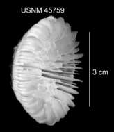 Sivun Stephanocyathus (Stephanocyathus) paliferus Cairns 1977 kuva