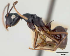 Image of Polyrhachis osae Mann 1919