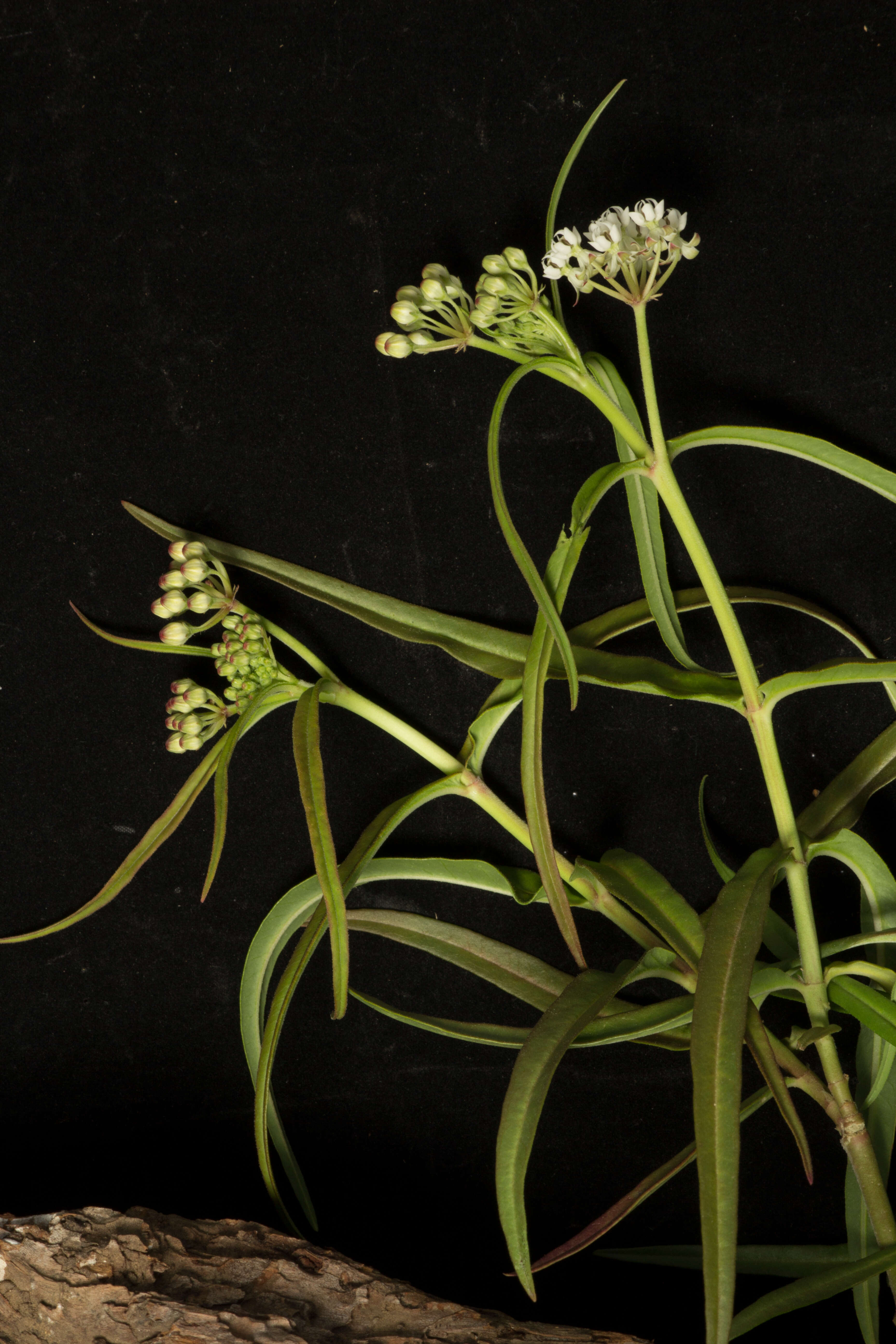 Image of Asclepias woodsoniana Standl. & Steyerm.