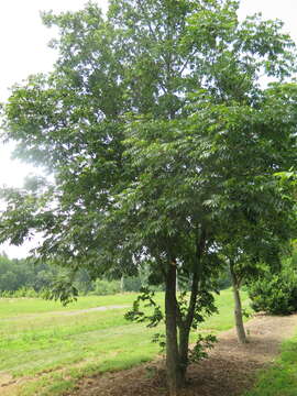 Image of Platycarya