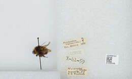 Image of Frigid Bumble Bee