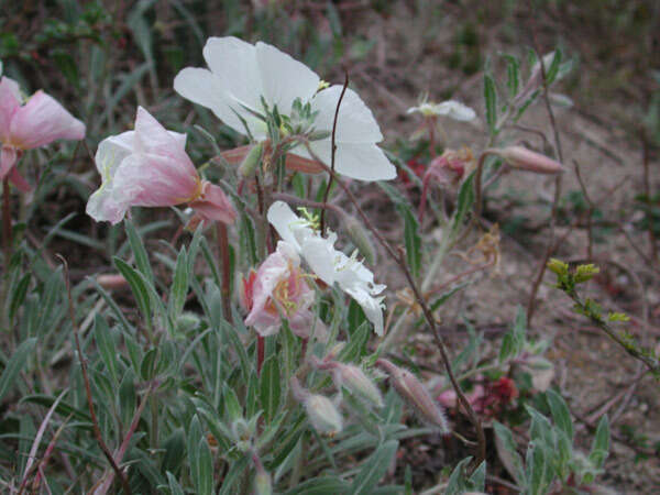 Image of Oenothera avita (W. Klein) W. Klein