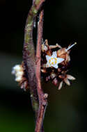 Image of Cuscuta L.