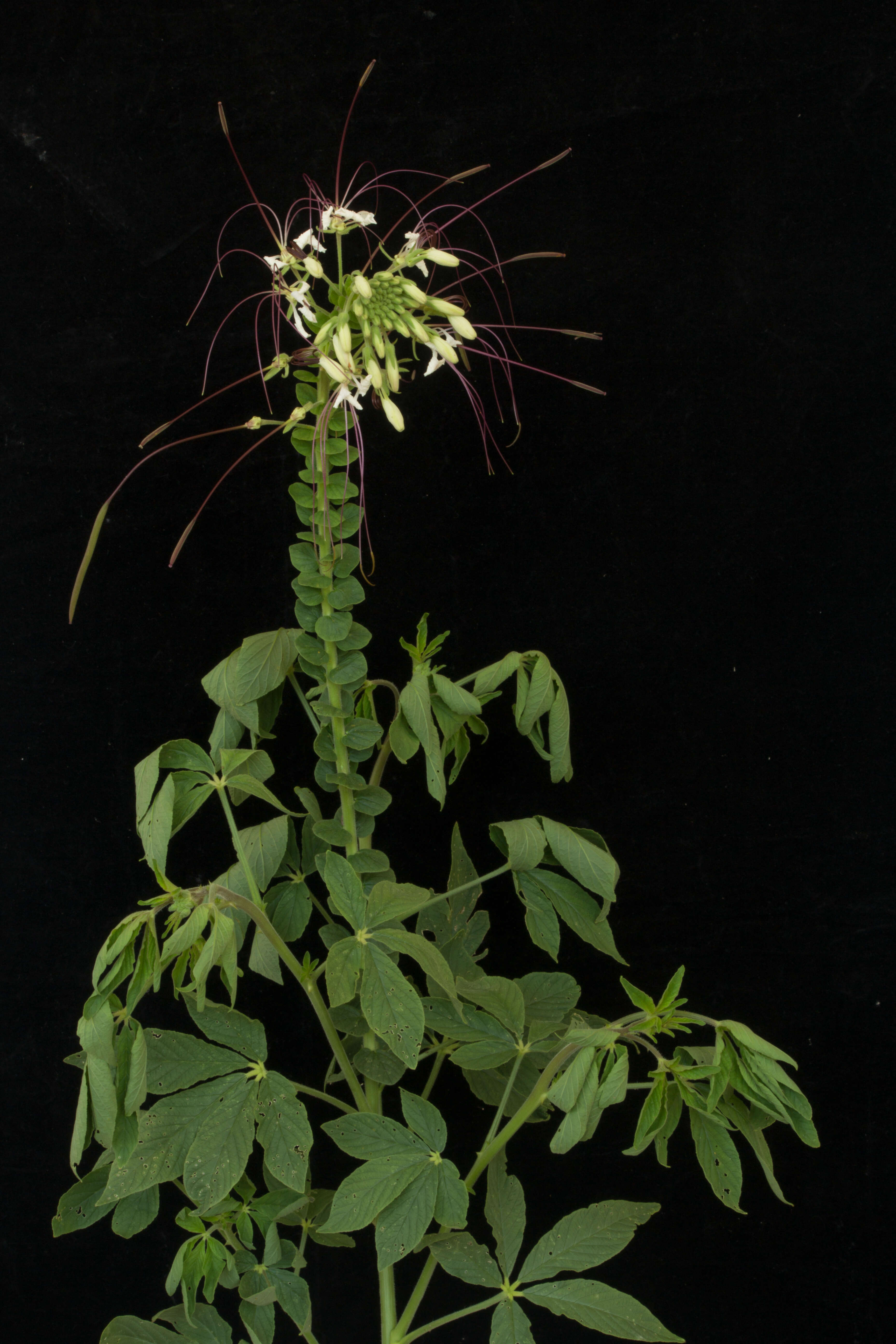 Image of Cleome spinosa Jacq.
