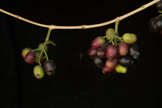 Image of Java plum