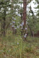 Image of azure blue sage