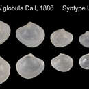 Image of Astarte globula Dall 1886