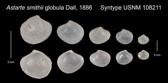 Image of Astarte globula Dall 1886