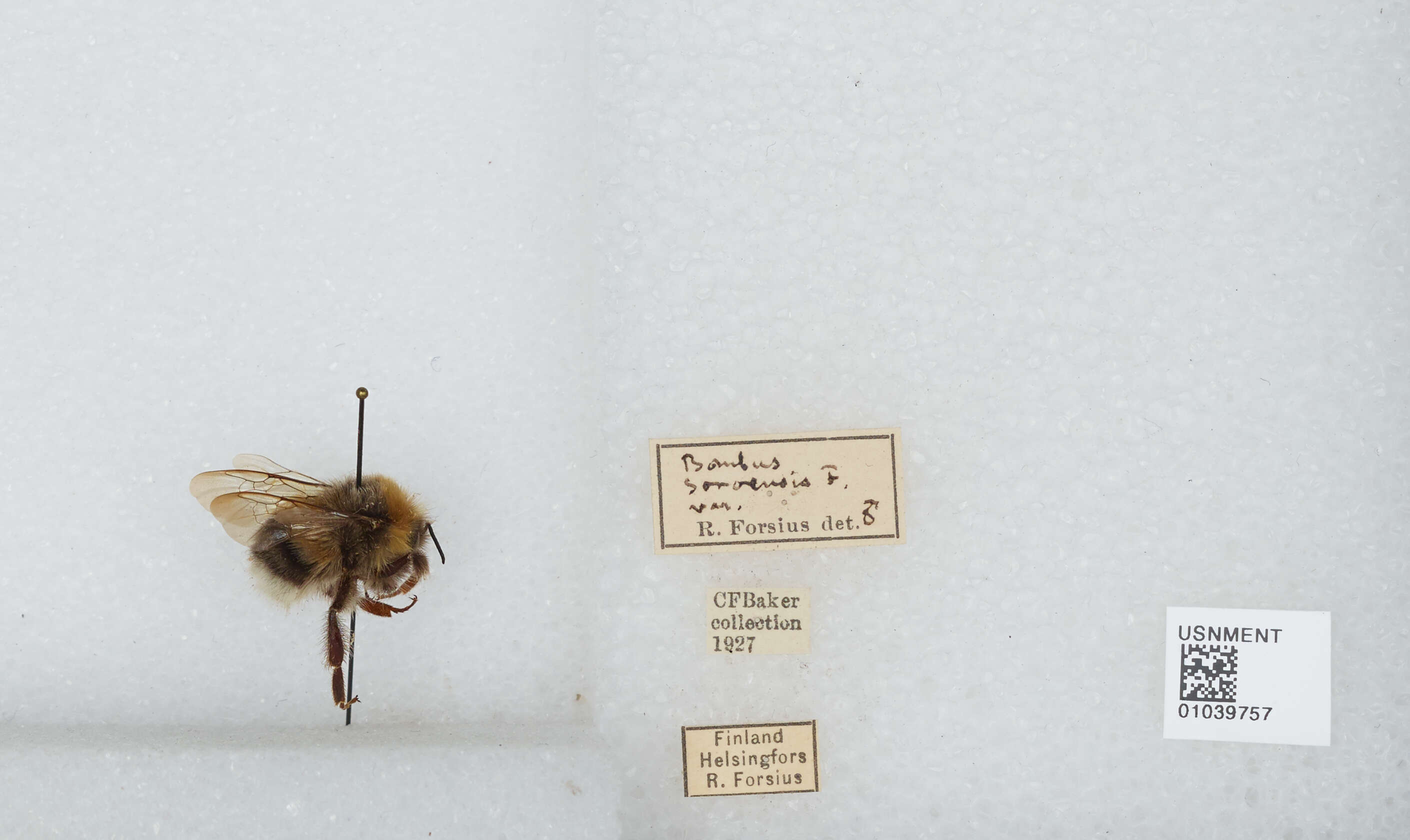 Image of Bombus soroeensis (Fabricius 1776)