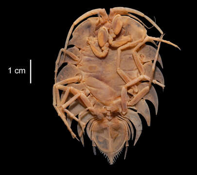 Plancia ëd Ceratoserolis meridionalis (Vanhöffen 1914)