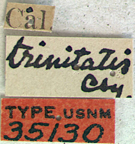 Image of Brachysomida trinitatis Casey 1913