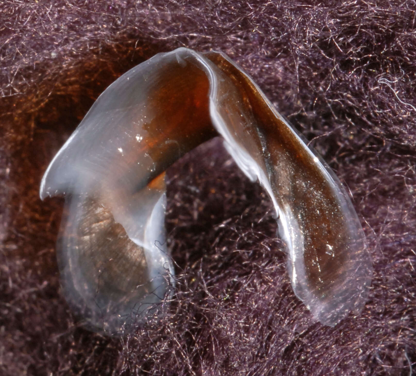 Image of Narrowteuthis nesisi Young & Vecchione 2005