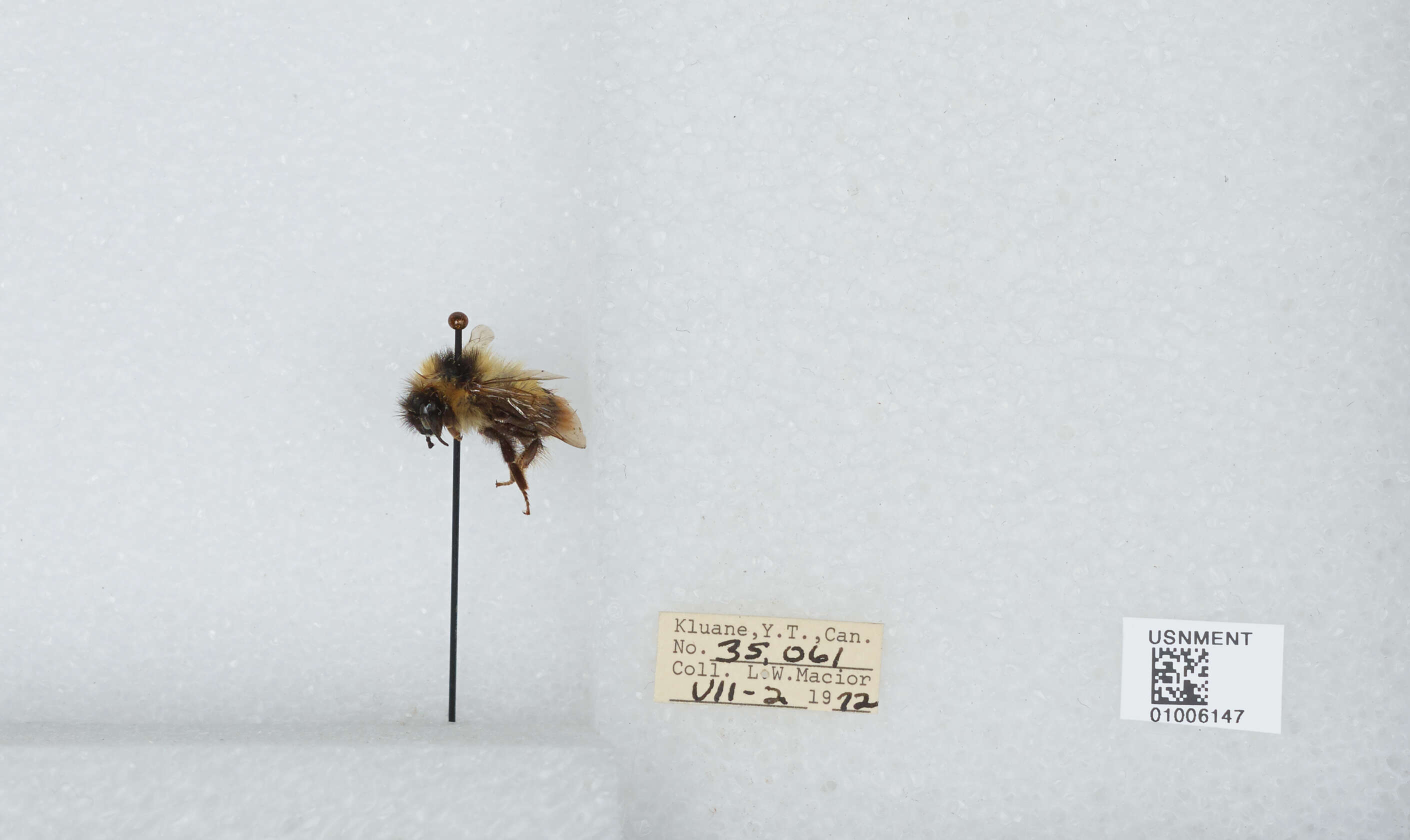 Image of Frigid Bumble Bee