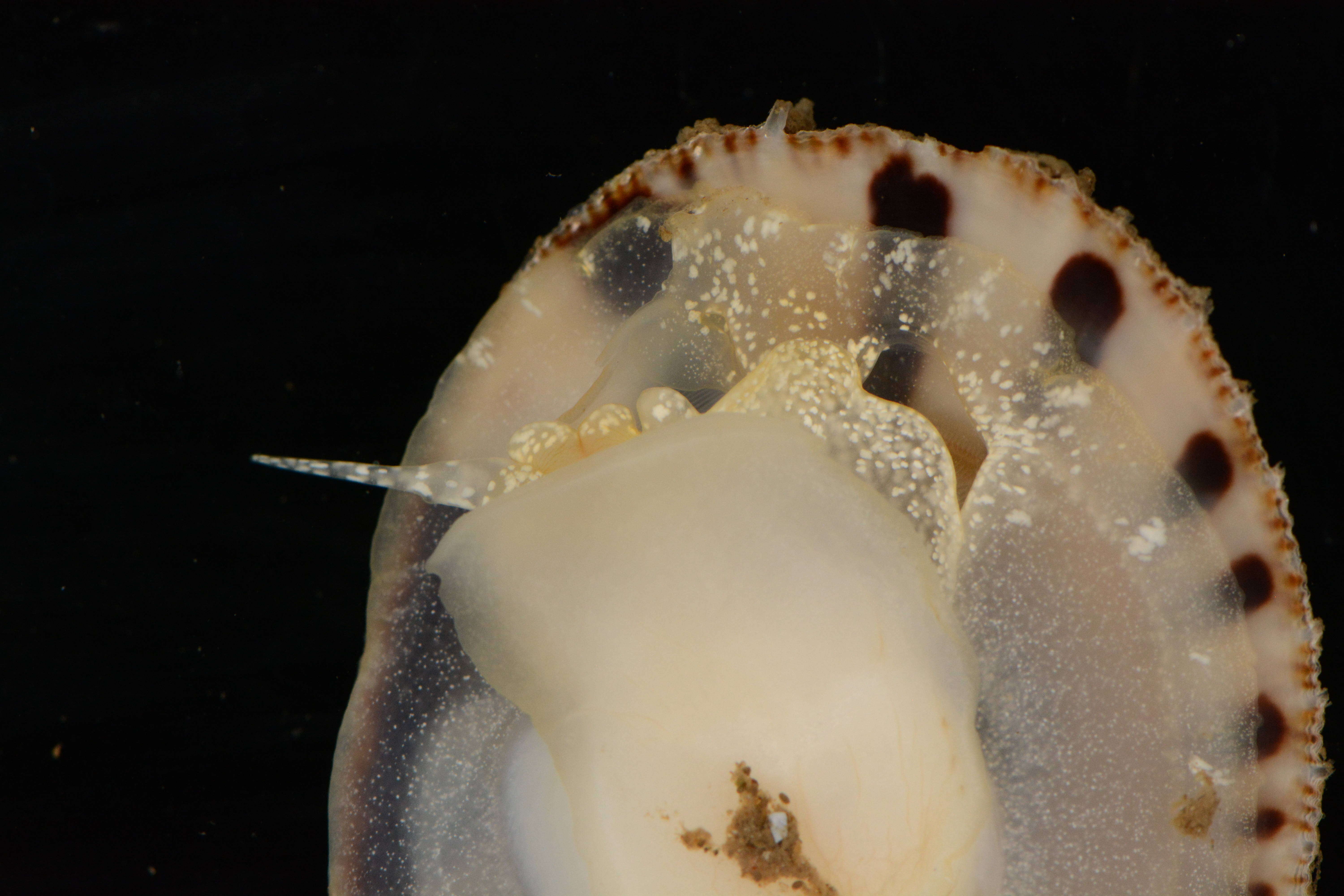 Image of Spiny cup and saucer shell