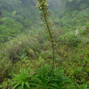 Image of Lobelia cirsiifolia Lam.