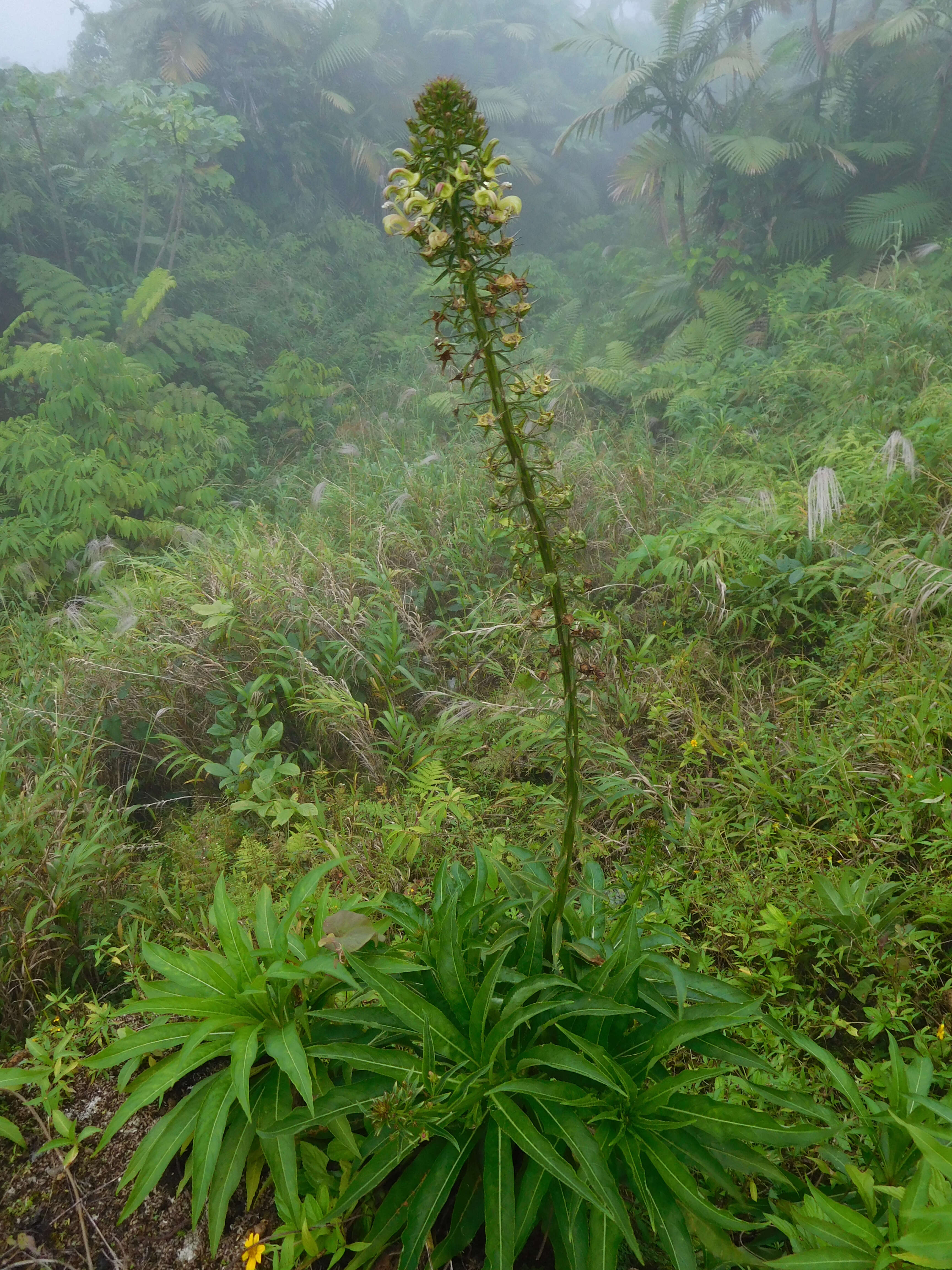 Image of Lobelia cirsiifolia Lam.