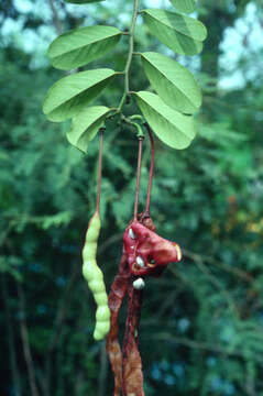 Image of Bay-leaved caper