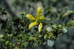 Image of creosote bush