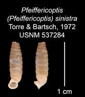 Imagem de Pfeiffericoptis sinistra Jaume & de la Torre 1972