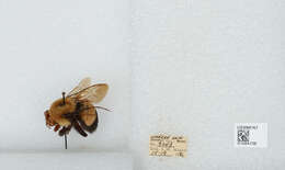 Слика од Bombus affinis Cresson 1864