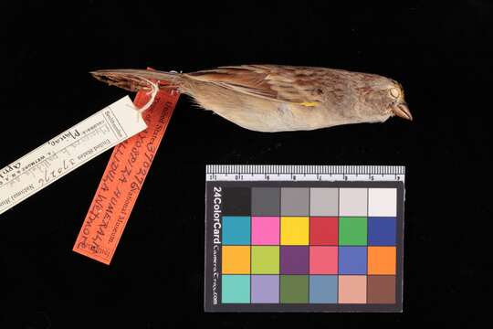 Image de Ammodramus humeralis pallidulus (Wetmore 1949)