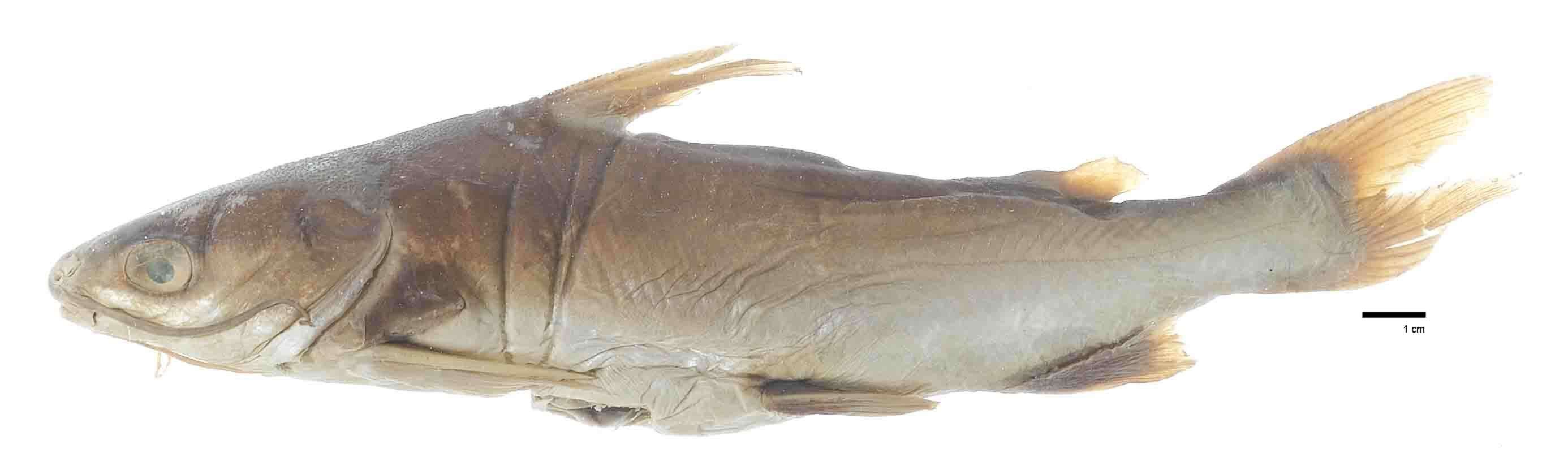 Image of Galeichthys simonsi Starks 1906