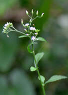 Image of ironweed