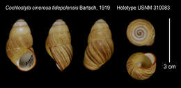 Image de Cochlostyla cinerosa tidepolensis Bartsch