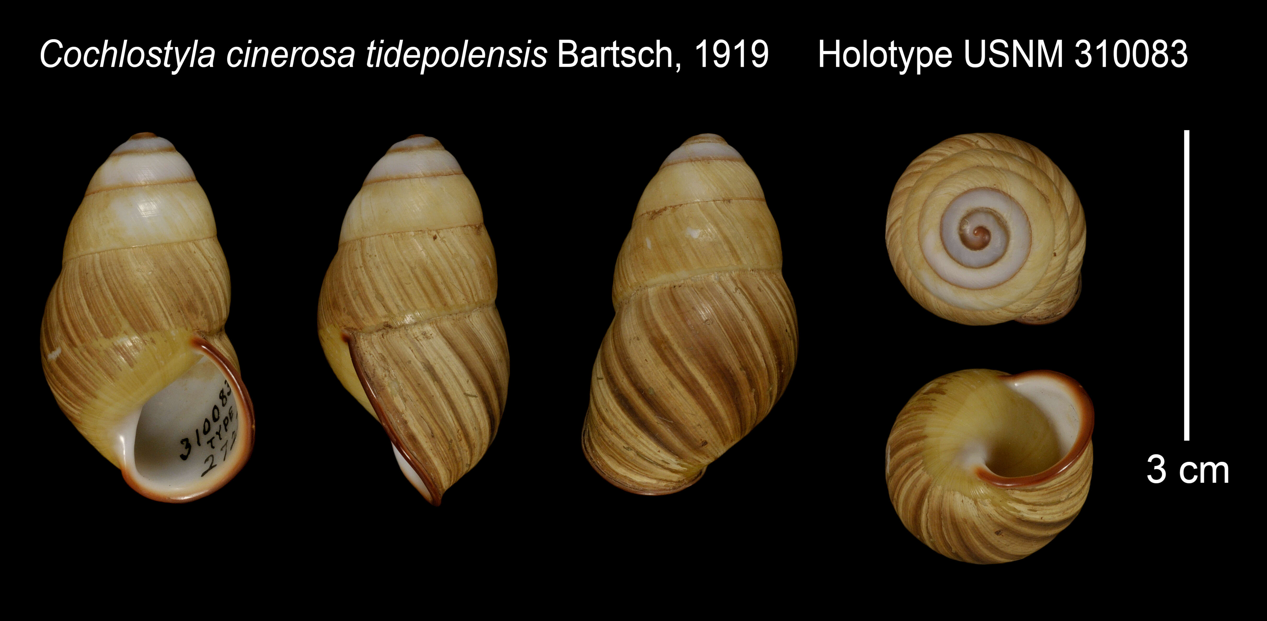 Image de Cochlostyla cinerosa tidepolensis Bartsch