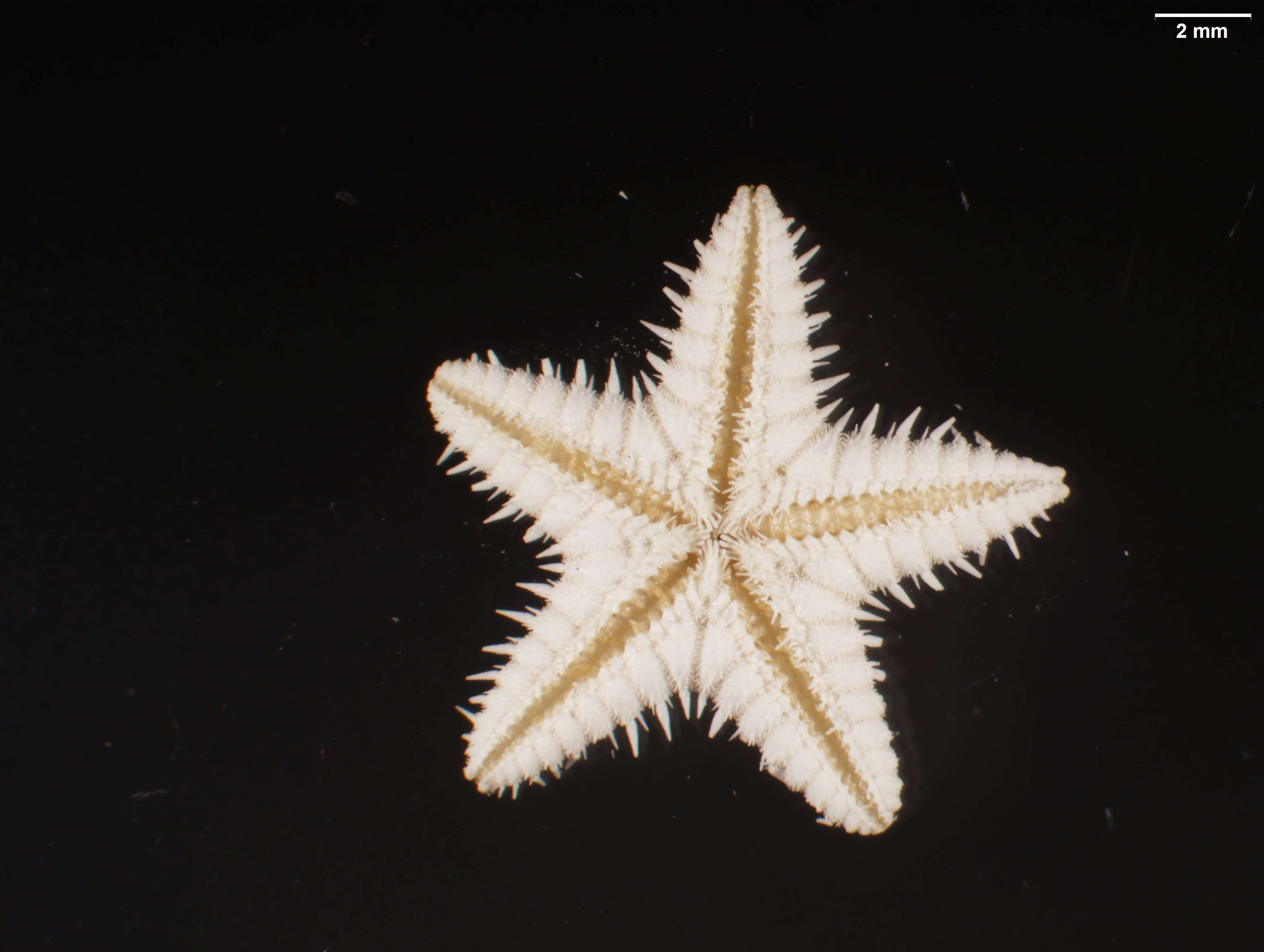 Image of Astropecten nitidus Verrill 1915