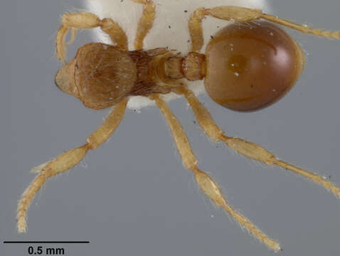 Image of Lachnomyrmex haskinsi Smith 1944