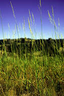 Image of prairie sandreed