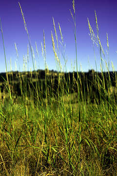 Image of prairie sandreed