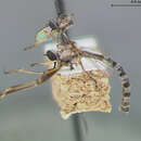 Image of Euscelidia hyalina Dikow 2003