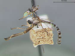 Image of Euscelidia hyalina Dikow 2003