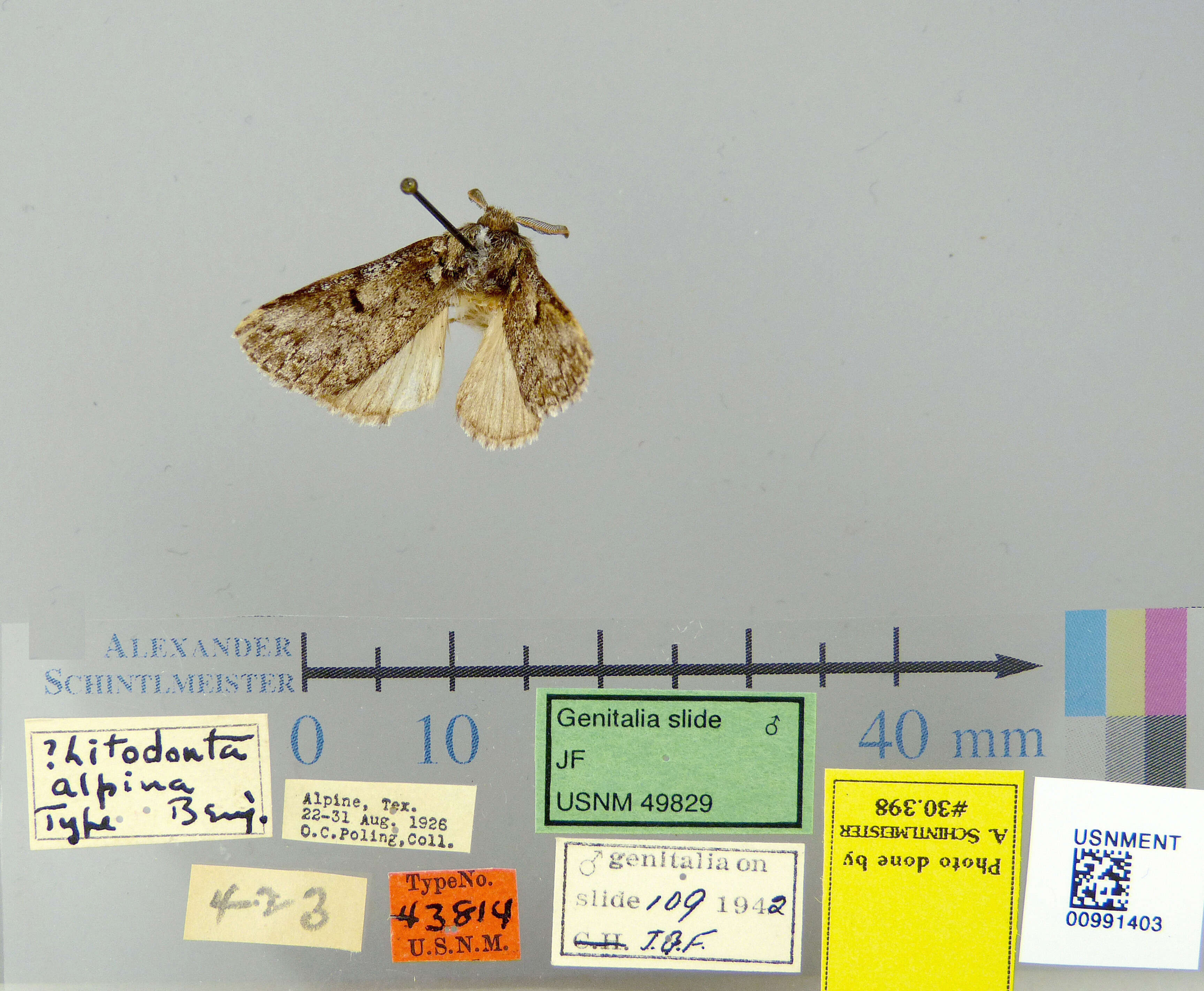 Image of Litodonta alpina Benjamin 1932