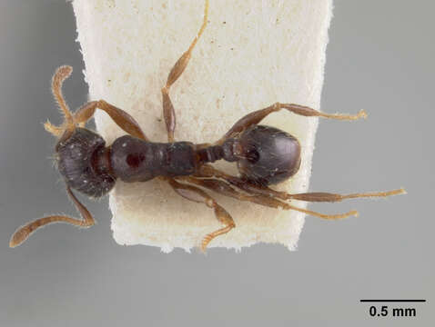 Image of Pheidole pilifera artemisia Cole 1933