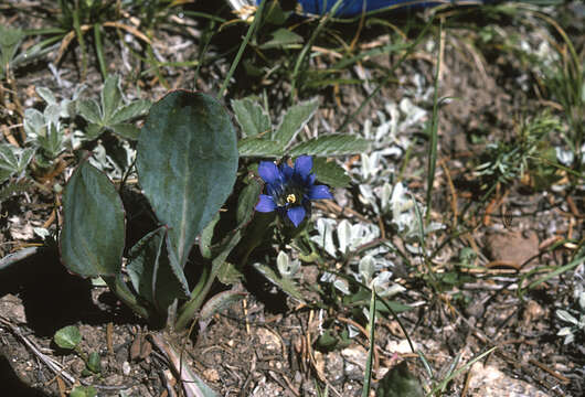 Image of Parry's gentian