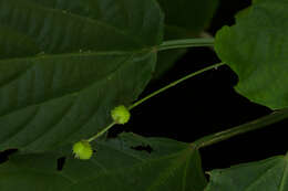 Image de Acalypha schiedeana Schltdl.