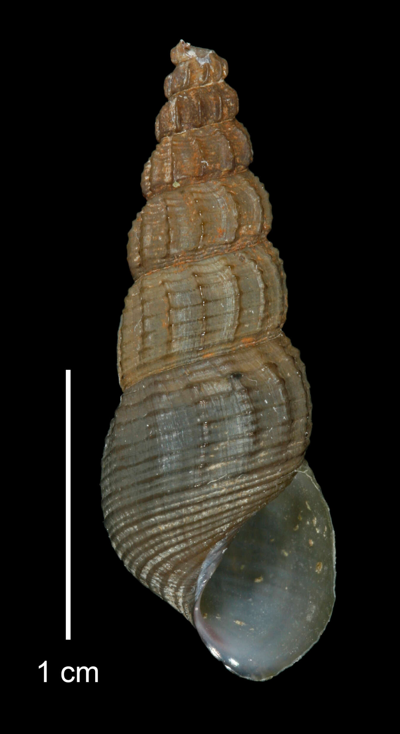 Image of Juga plicifera (I. Lea 1838)