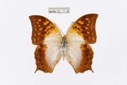 Charaxes varanes Cramer 1764的圖片